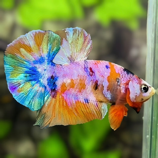 Multicolor Pink Candy HMPK Betta Fish Male