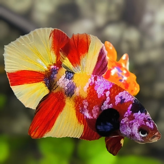 Nemo Koi Yellowbase Purple Galaxy HMPK Betta Fish Male