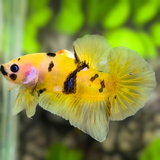 Yellow Tiger Marsupilami HMPK Betta Fish Male