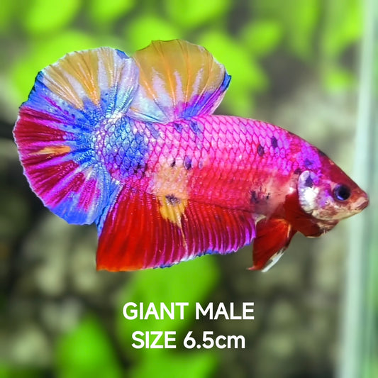 Multicolor Purple Pink Candy JUMBO GIANT HMPK Betta Fish Male