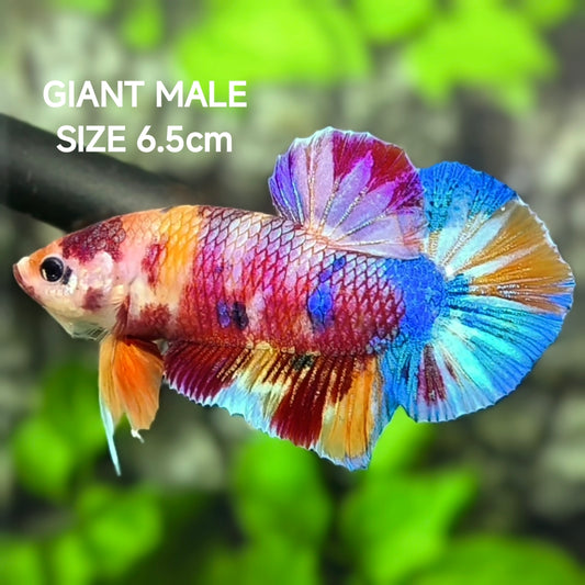 Multicolor Metalic Candy JUMBO GIANT HMPK Betta Fish Male