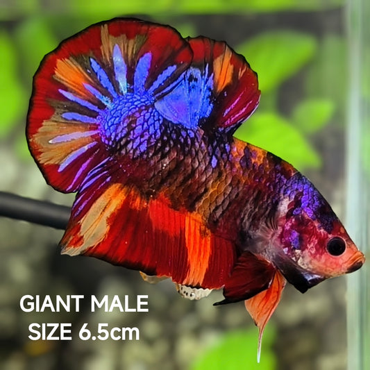 Multicolor Purple Nemo JUMBO GIANT HMPK Betta Fish Male