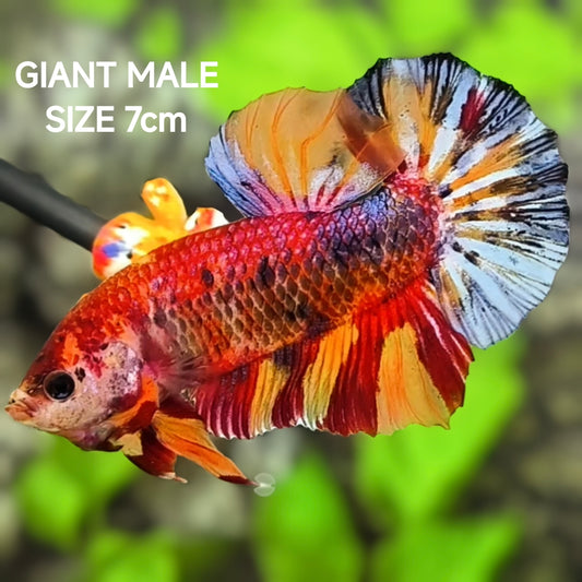 Multicolor Koi Candy JUMBO GIANT HMPK Betta Fish Male