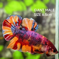 Multicolor Leopard Candy JUMBO GIANT HMPK Betta Fish Male