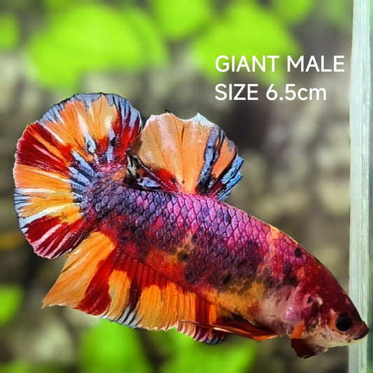 Multicolor Leopard Candy JUMBO GIANT HMPK Betta Fish Male