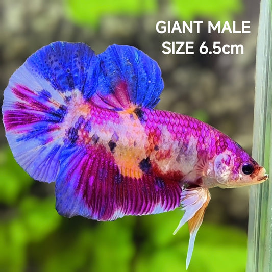 Multicolor Purple Pink Candy JUMBO GIANT HMPK Betta Fish Male