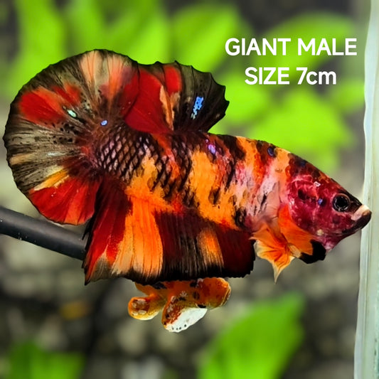 Nemo Koi Tiger JUMBO GIANT HMPK Betta Fish Male