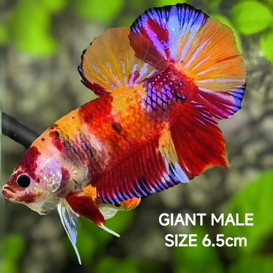 Koi Nemo Candy JUMBO GIANT HMPK Betta Fish Male
