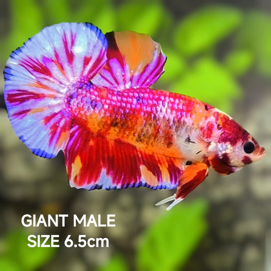 Koi Pink Purple Candy JUMBO GIANT HMPK Betta Fish Male