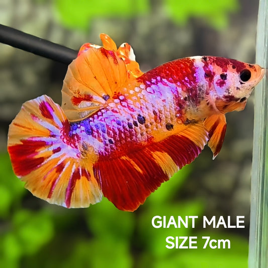 Leopard Koi Pink Candy JUMBO GIANT HMPK Betta Fish Male