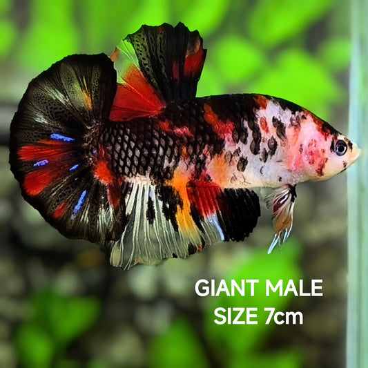 Black Koi JUMBO GIANT HMPK Betta Fish Male
