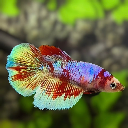 Multicolor Red Barongsai Purple Halfmoon Betta Fish Female For Sorority / Breed