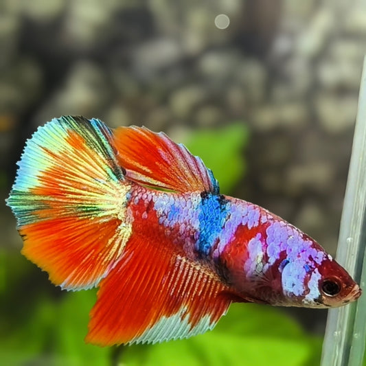 Multicolor Red Pink Galaxy Halfmoon Betta Fish Female For Sorority / Breed
