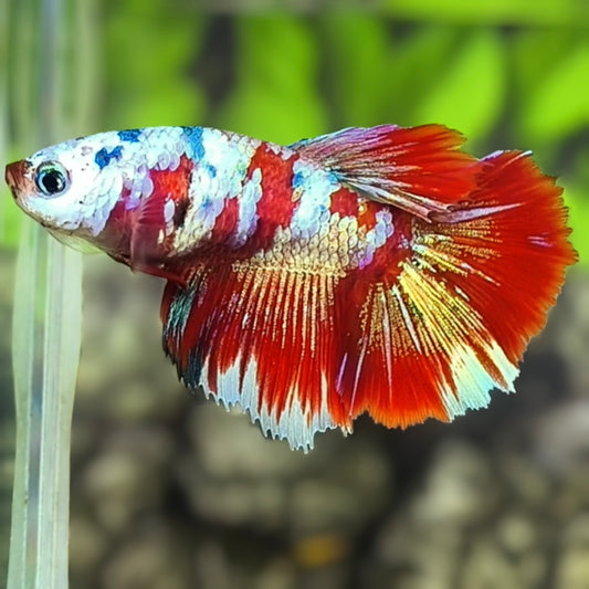 Red Koi Galaxy Halfmoon Betta Fish Female For Sorority / Breed