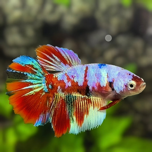 Multicolor Red Pink Galaxy Halfmoon Betta Fish Female For Sorority / Breed