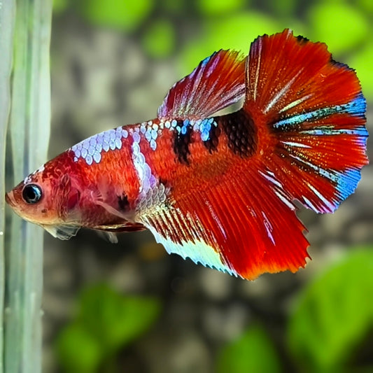 Multicolor Red Koi Tiger Galaxy Halfmoon Betta Fish Female For Sorority / Breed