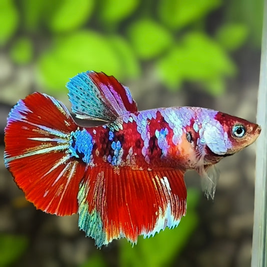 Multicolor Red Galaxy Halfmoon Betta Fish Female For Sorority / Breed