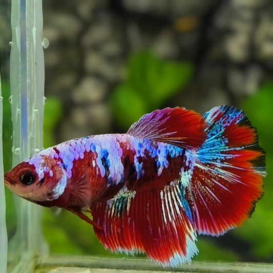 Multicolor Red Purple Pink Galaxy Halfmoon Betta Fish Female For Sorority / Breed