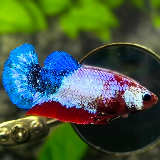 Blue Pink Fancy HMPK Betta Fish Female For Sorority / Breed