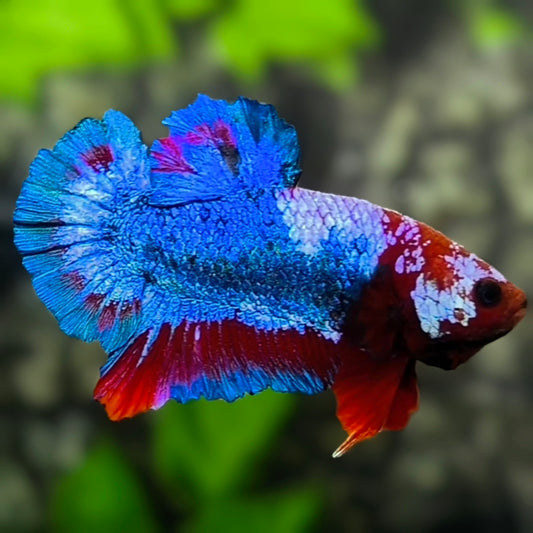 Blue Pink Fancy HMPK Betta Fish Male