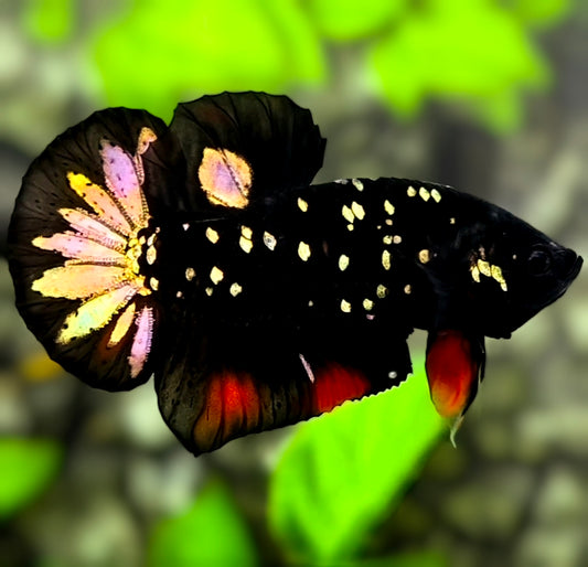 Avatar Blackstar Copper Gold HMPK Betta Fish Male