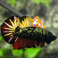 Avatar Blackstar Red Copper Gold HMPK Betta Fish Male