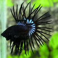 Black Orchid Crowntail Betta Fish Male #2