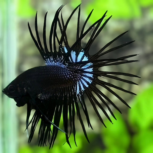 Black Orchid Crowntail Betta Fish Male #2