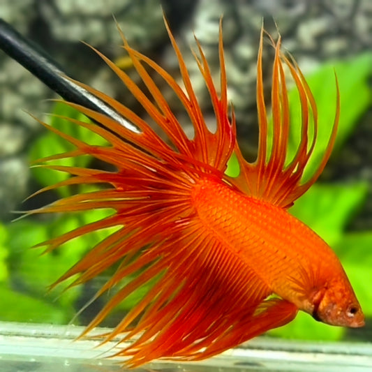 Solid Orange Crowntail Betta Fish Male #3