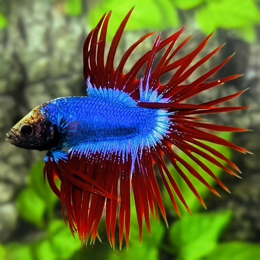 Blue Red Mascot Butterfly Crowntail Betta Fish Male