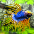 Blue Yellow Mascot Butterfly Crowntail Betta Fish Male #1