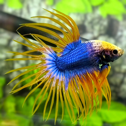 Blue Yellow Mascot Butterfly Crowntail Betta Fish Male #1