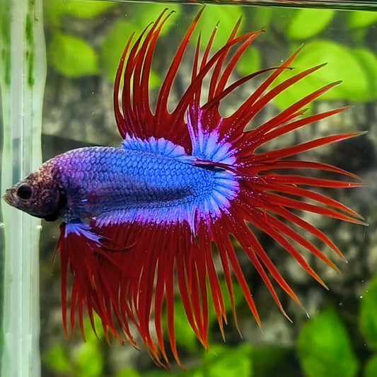 Purple Red Mascot Butterfly Crowntail Betta Fish Male