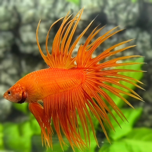Solid Orange Crowntail Betta Fish Male #2