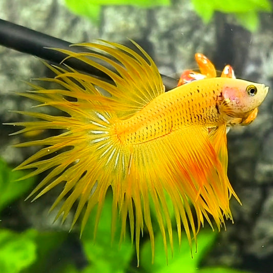 Yellow Pineapple Crowntail Betta Fish Male
