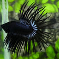 Black Orchid Crowntail Betta Fish Male #1