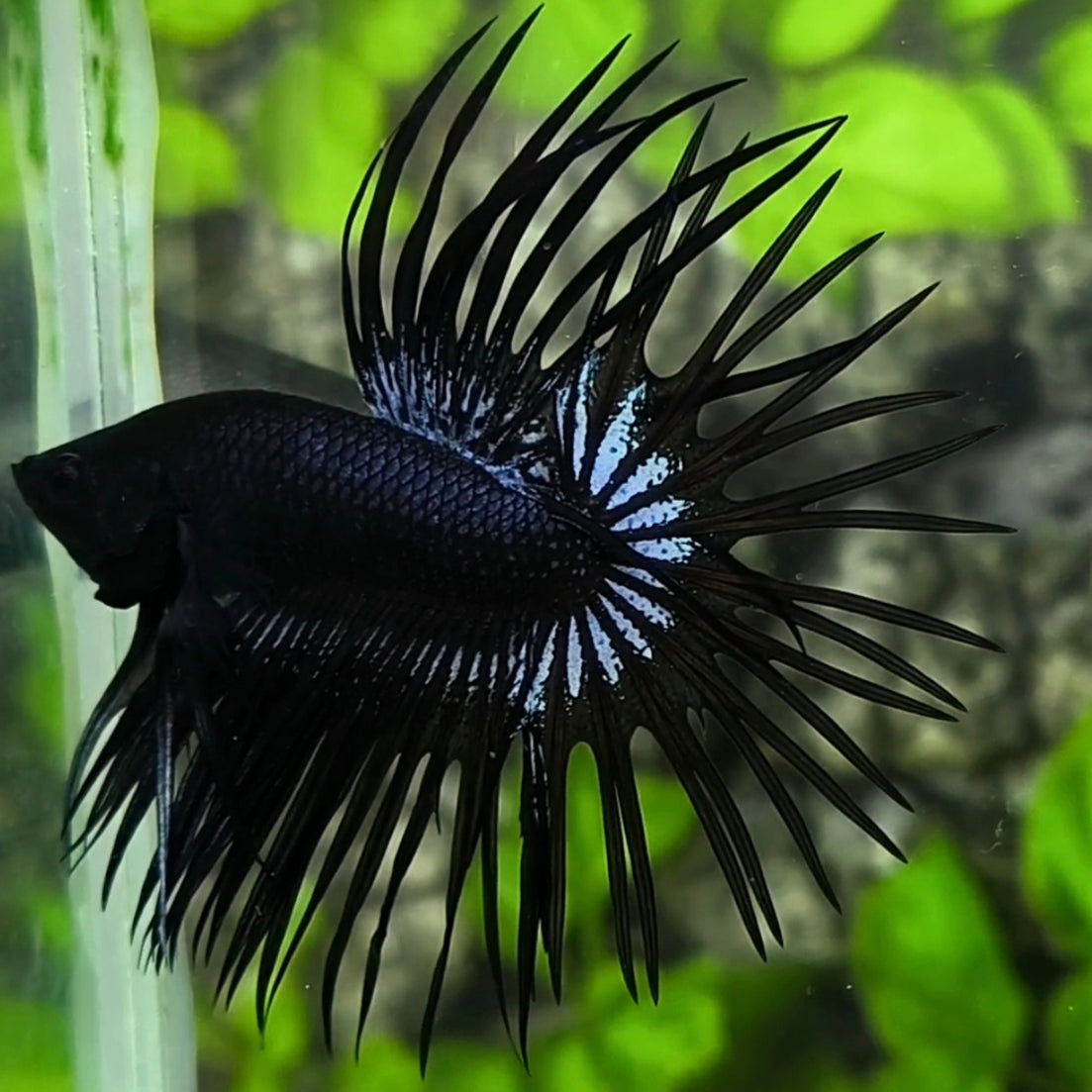 Black Orchid Crowntail Betta Fish Male #1