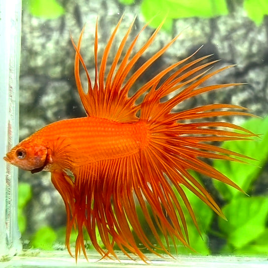 Solid Orange Crowntail Betta Fish Male #1