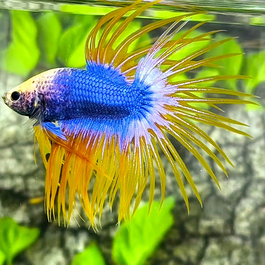 Blue Yellow Mascot Butterfly Crowntail Betta Fish Male #2