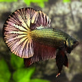 Super Huge Fins Black Copper Green Gold Over HMPK Betta Fish Male