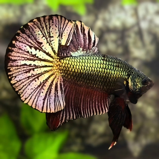 Super Huge Fins Black Copper Green Gold Over HMPK Betta Fish Male