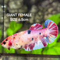 Multicolor Pink Candy JUMBO GIANT HMPK Betta Fish Female