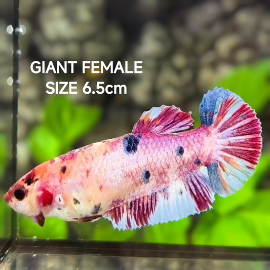 Multicolor Pink Candy JUMBO GIANT HMPK Betta Fish Female
