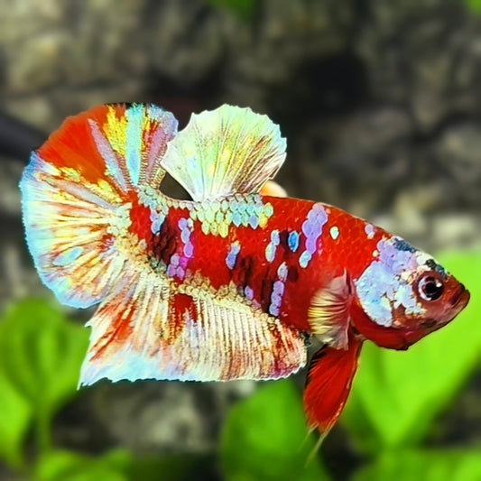 Red Barongsai Gold Galaxy HMPK Betta Fish Male