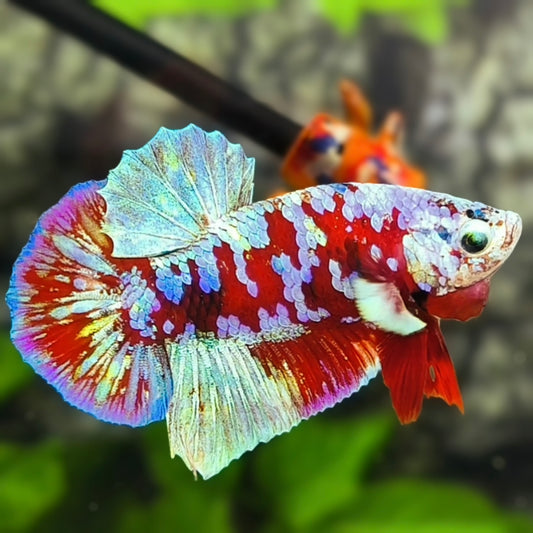 Red Barongsai Purple Galaxy HMPK Betta Fish Male