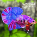 Multicolor Purple Candy JUMBO GIANT HMPK Betta Fish Male