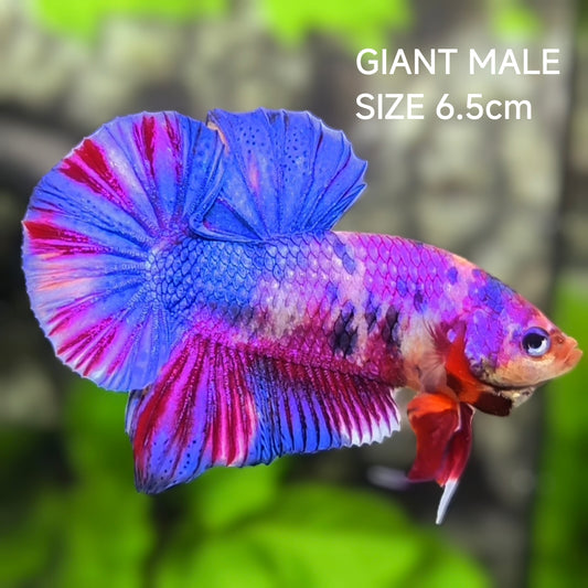 Multicolor Purple Candy JUMBO GIANT HMPK Betta Fish Male