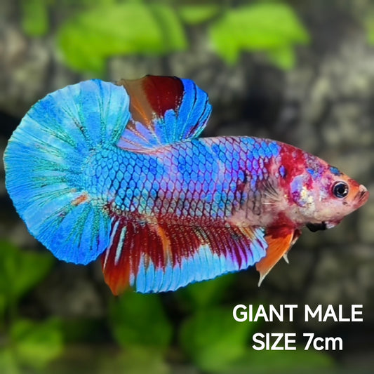 Multicolor Metalic JUMBO GIANT HMPK Betta Fish Male