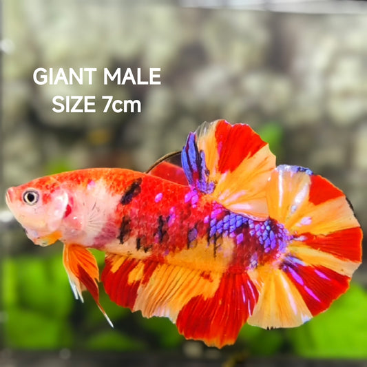 Leopard Koi Candy JUMBO GIANT HMPK Betta Fish Male