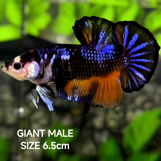 Black Purple Koi Galaxy JUMBO GIANT HMPK Betta Fish Male